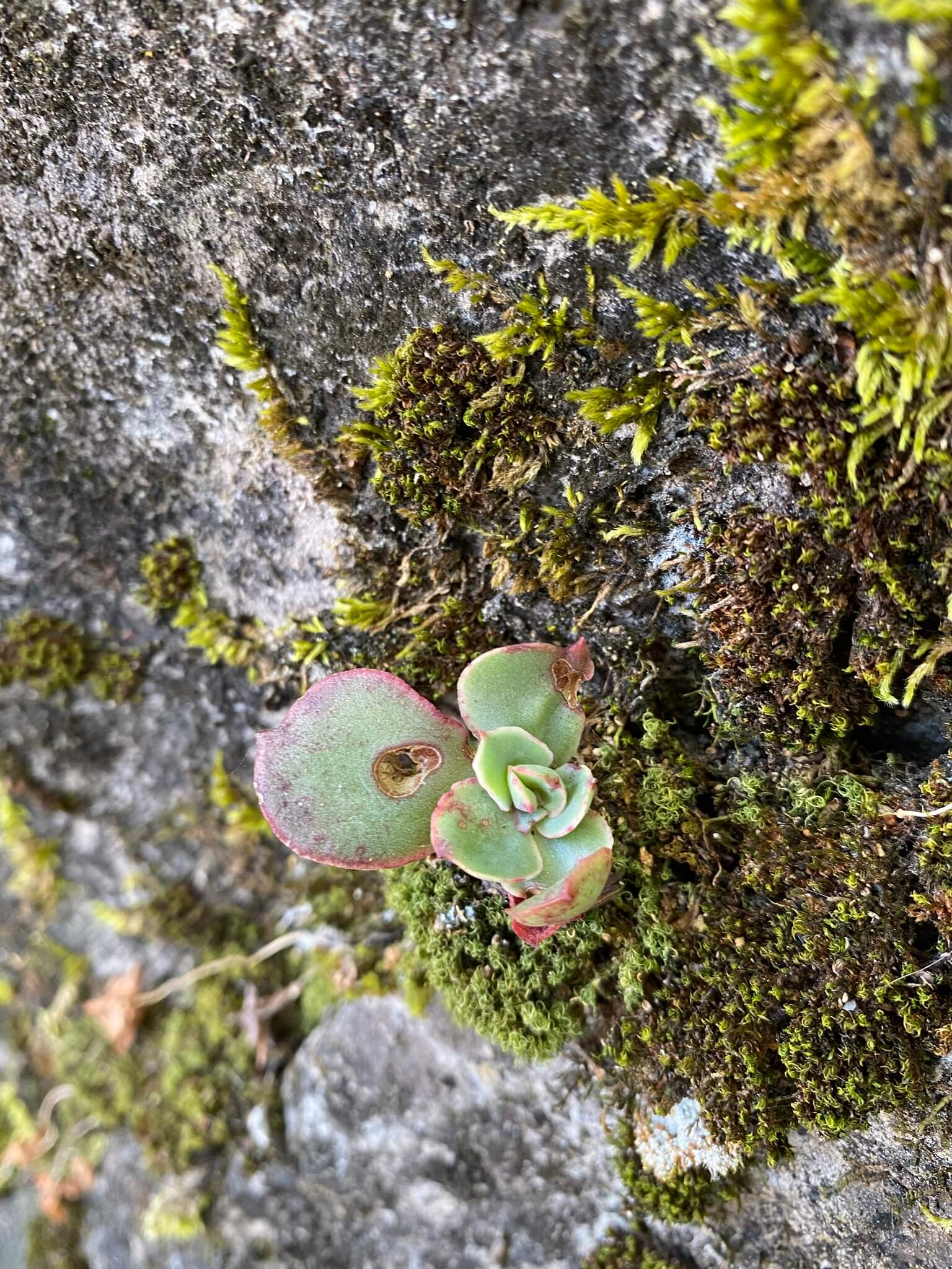 Echeveria cerrograndensis